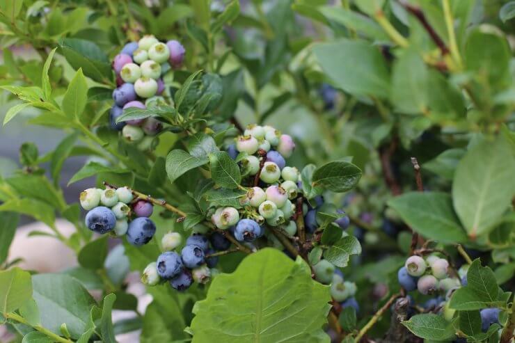 Sunshine Blue Blueberries
