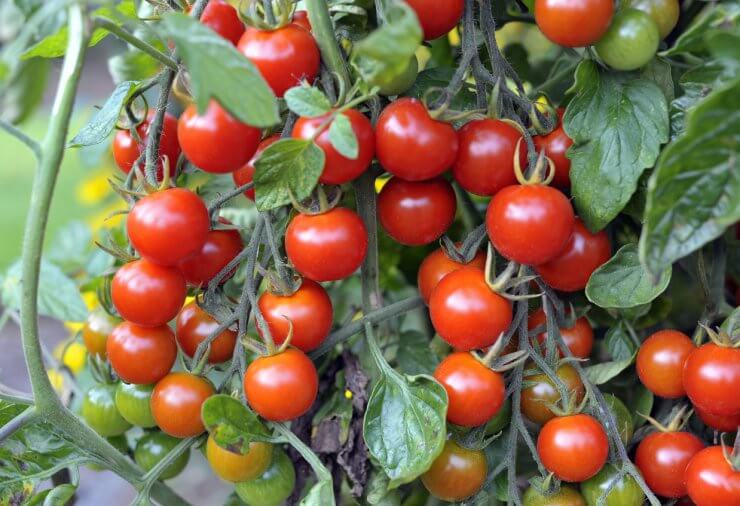 Sweet Million Hybrid Cherry Tomatoes