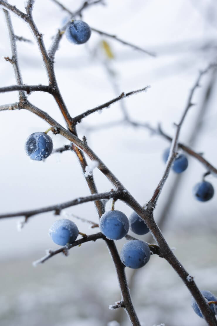 Young blueberry plant during a frost