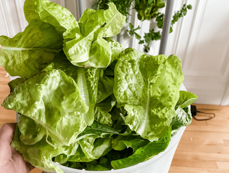 Best Hydroponic Systems for Vegetables