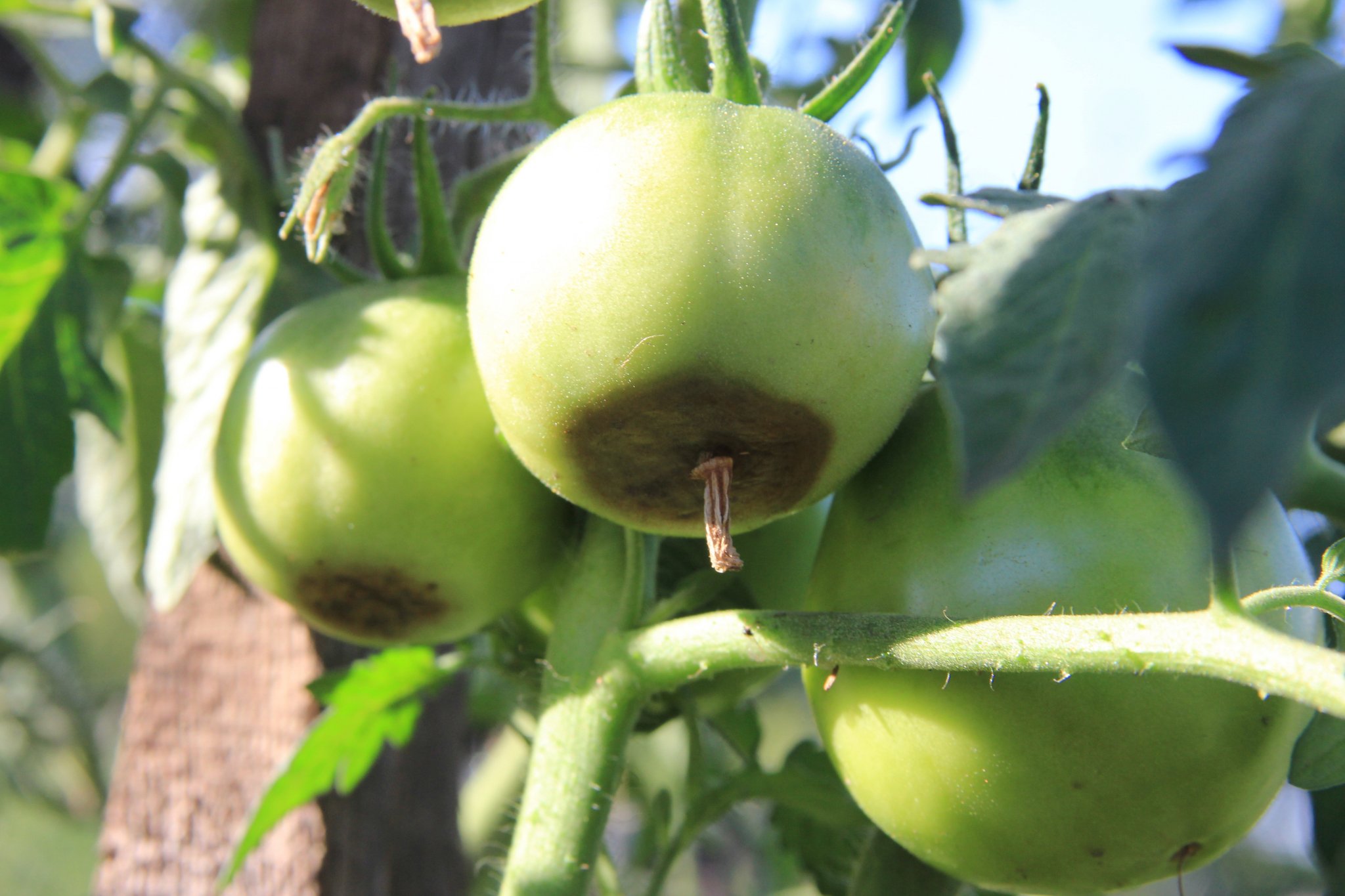 Tomato Rot How To Identify Treat And Prevent Blossom End Rot Food