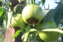Tip #5: How to Avoid Tomato Rot