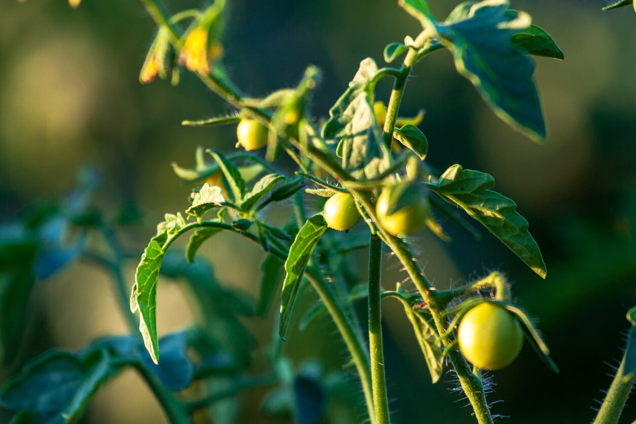The Right Sunlight for Your Tomatoes Food Gardening Network
