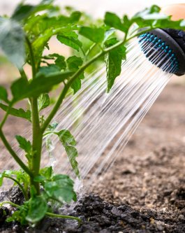 Tip #4: The Right Way to Water Your Tomato Plants