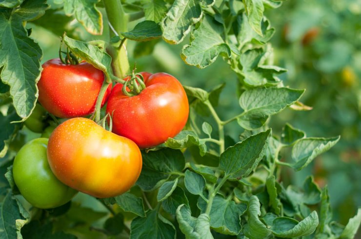 The Everything Tomato Guide: All You Need to Know About Growing ...