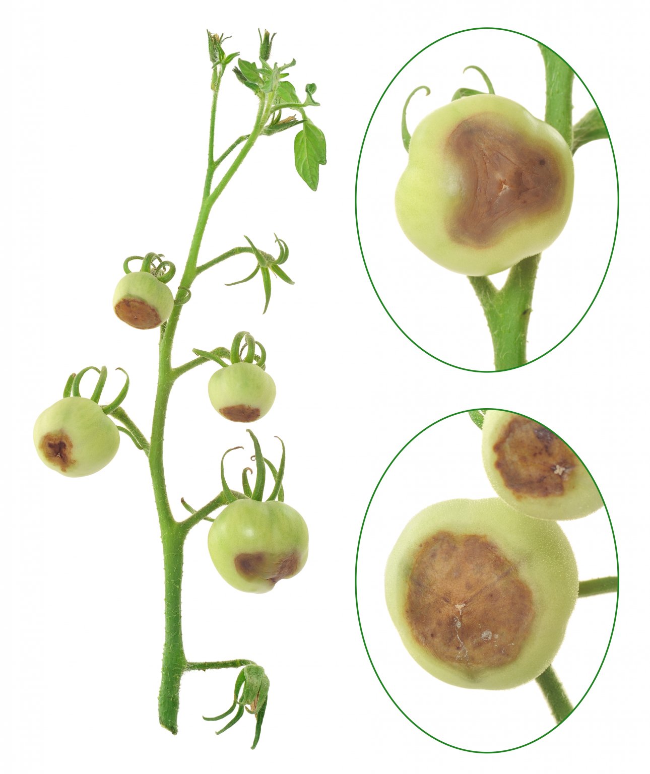 Tomato Rot How to Identify, Treat, and Prevent BlossomEnd Rot Food