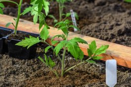 Tip #2: Decide Whether to Grow Your Tomatoes from Seeds or Seedlings