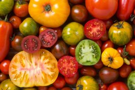 Types of Tomato Plants: Standard, Hybrid and Heirloom