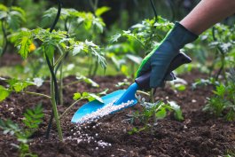 Tip #3: Ensure the Right Soil, Sun, and Fertilizer for Your Tomatoes