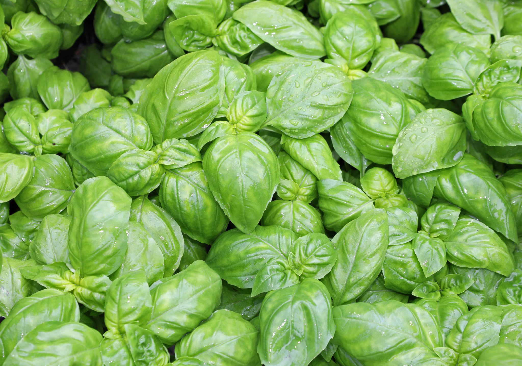 Introduction to Basil Food Gardening Network