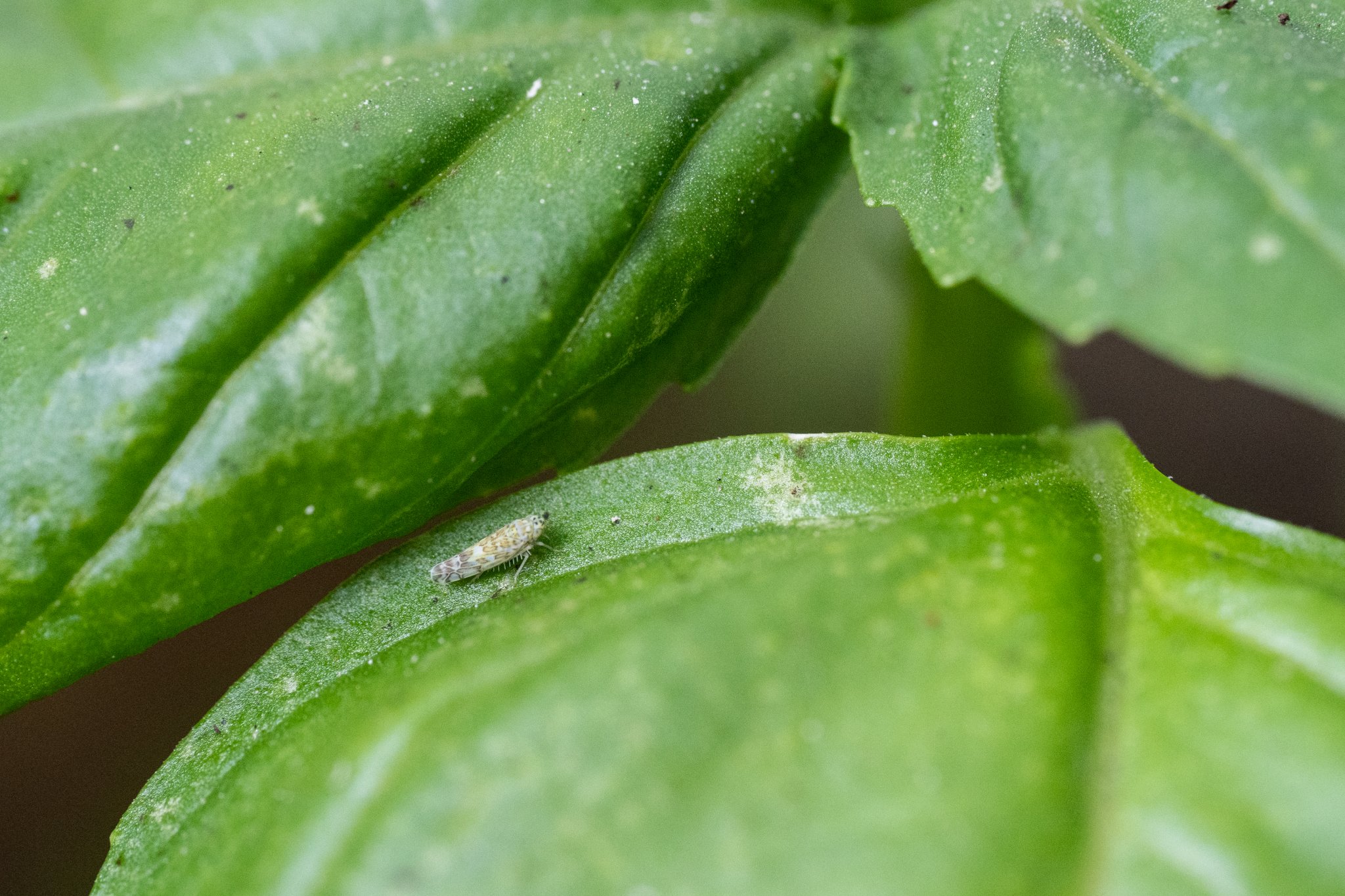 what bugs are eating my basil plant