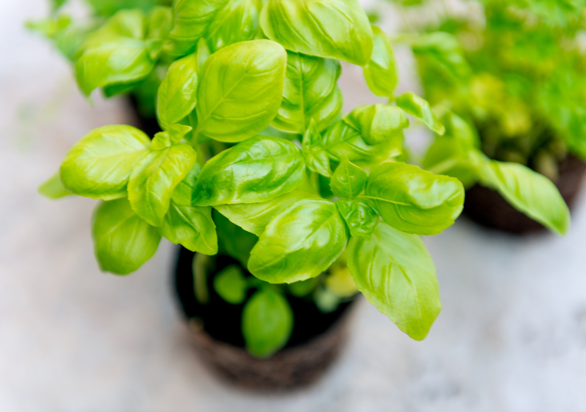 basil seedlings stopped growing basil seedlings stopped growing