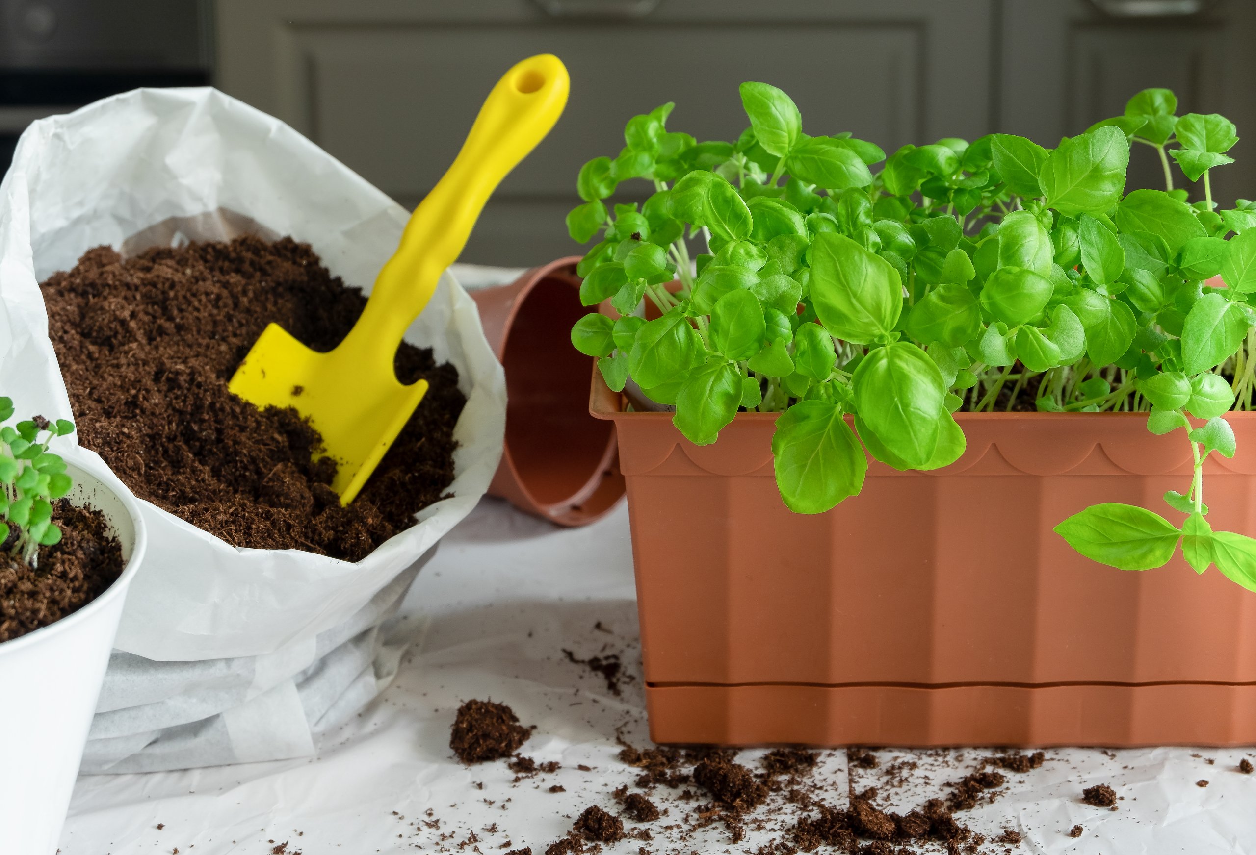 Starting with the Right Soil for Your Basil Plants Food