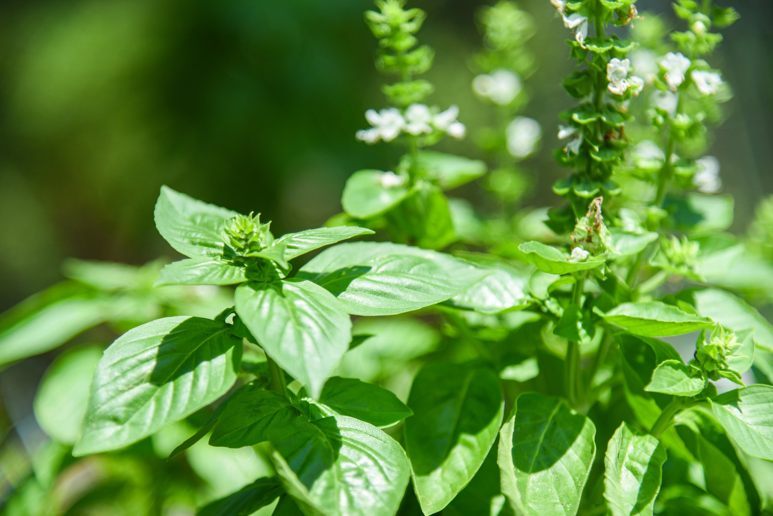 The Right Sunlight for Your Basil Plants Food Gardening Network