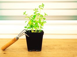 Essential Tools and Equipment for Growing and Enjoying Basil