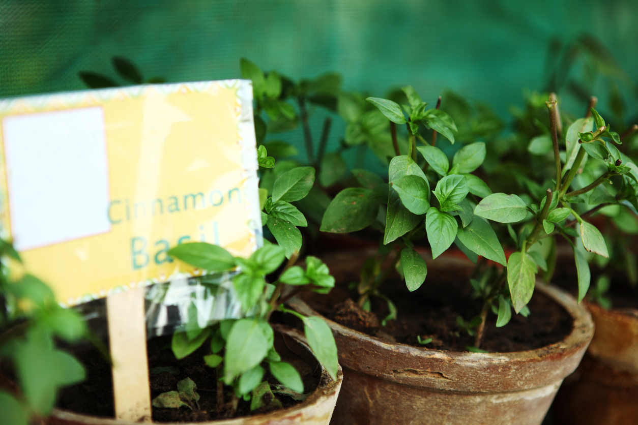 Cinnamon Basil Food Gardening Network