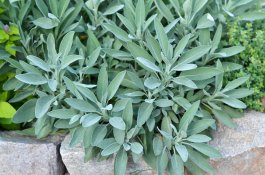 Growing Sage in Open Land, in Containers, or in Raised Beds
