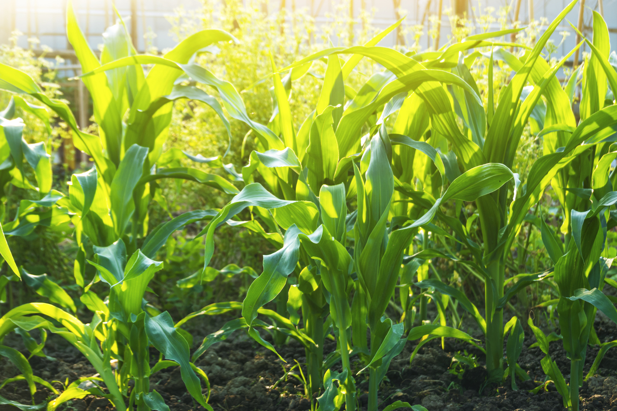 Ensuring the Right Sunlight, Soil, Fertilizer, and Water
