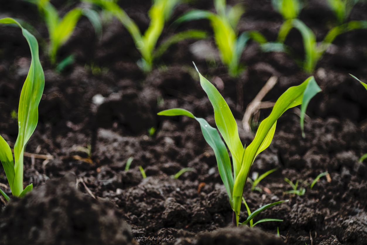 Ensuring the Right Sunlight, Soil, Fertilizer, and Water for Your Corn