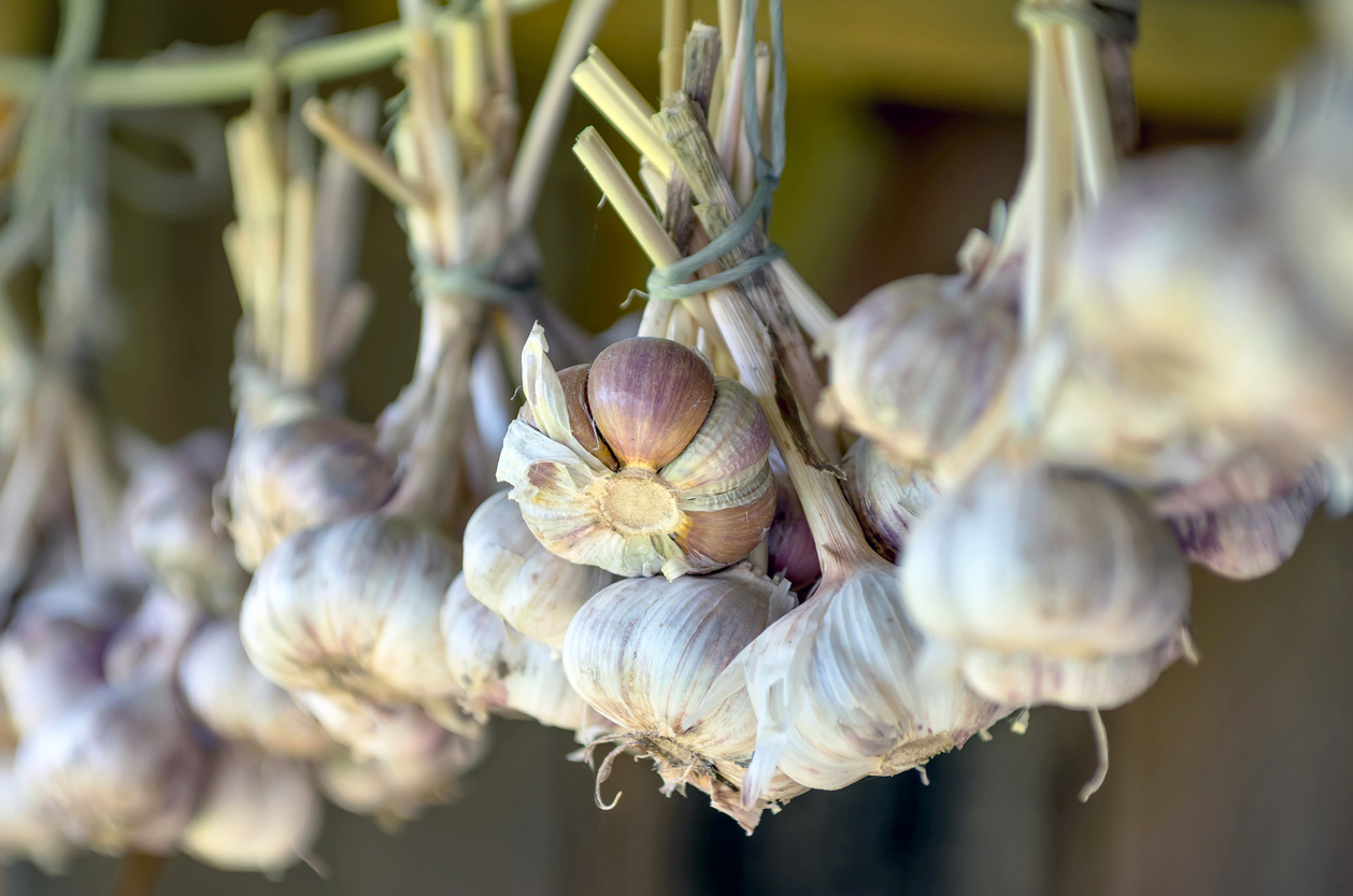 Introduction to Garlic Food Gardening Network