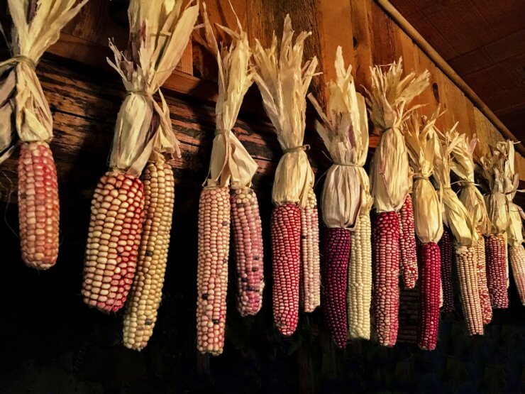 Drying pink heirloom corn