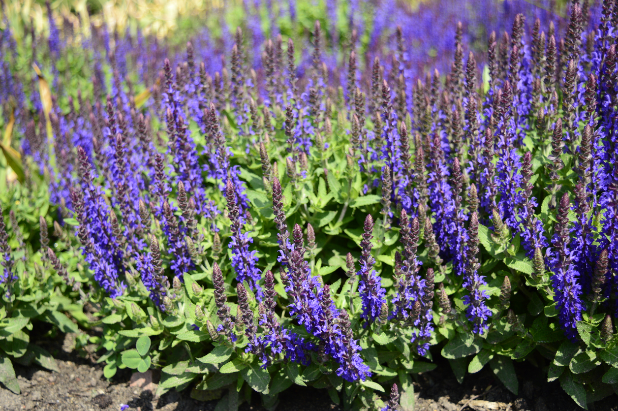 Types of Sage Plants - Food Gardening Network