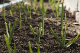 Growing Garlic: From preparing your beds to planting and mulching