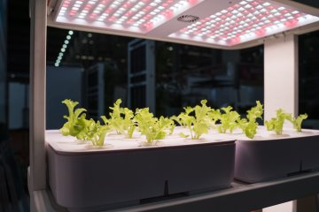Greenhouse vegetables with LED