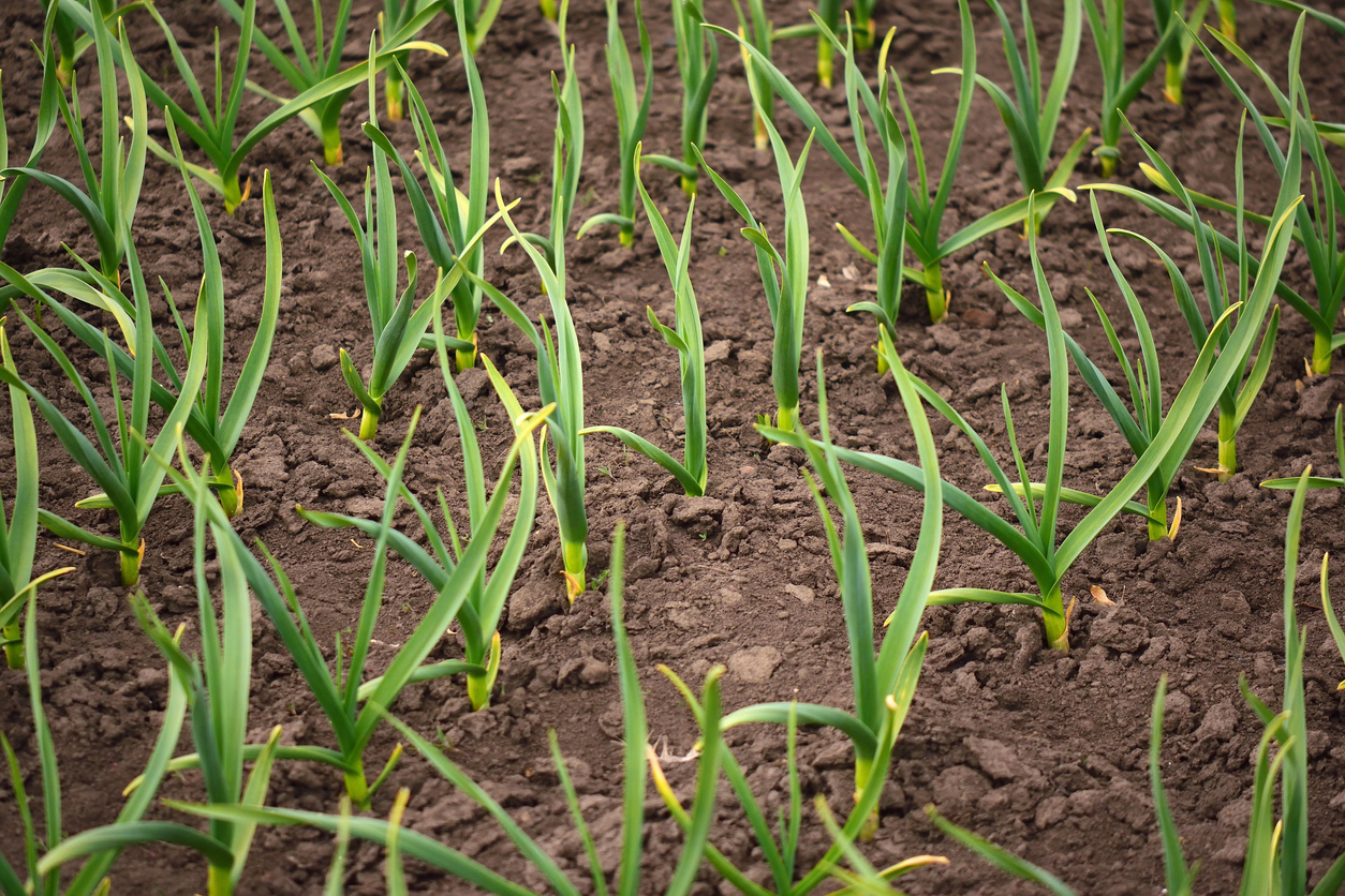 Growing Garlic From preparing your beds to planting and mulching