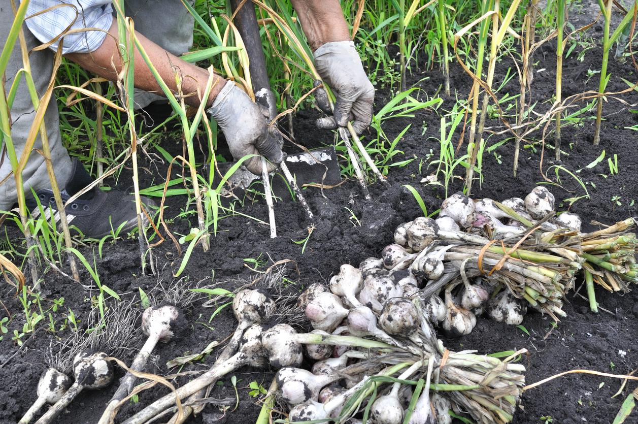 Fertilizing, Watering, and Harvesting Your Garlic Plants Food