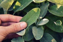 Harvesting and Pruning Your Sage