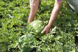 Harvesting Your Watermelons