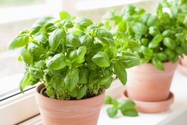 Growing Basil Indoors, in Open Land, in Raised Beds, or in Containers