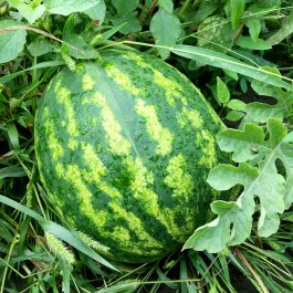 Types of Watermelon Plants