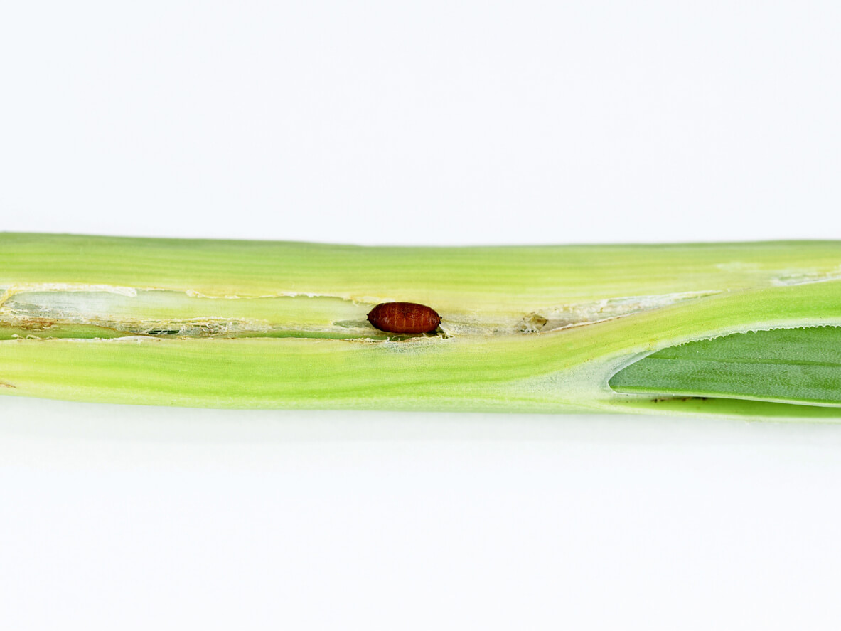 Leafminers