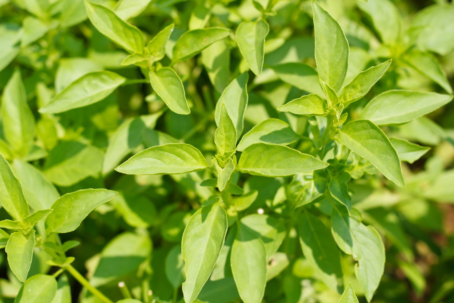 Lemon Basil Food Gardening Network