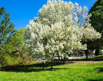 Mature Bradford Pear tree in full bloom