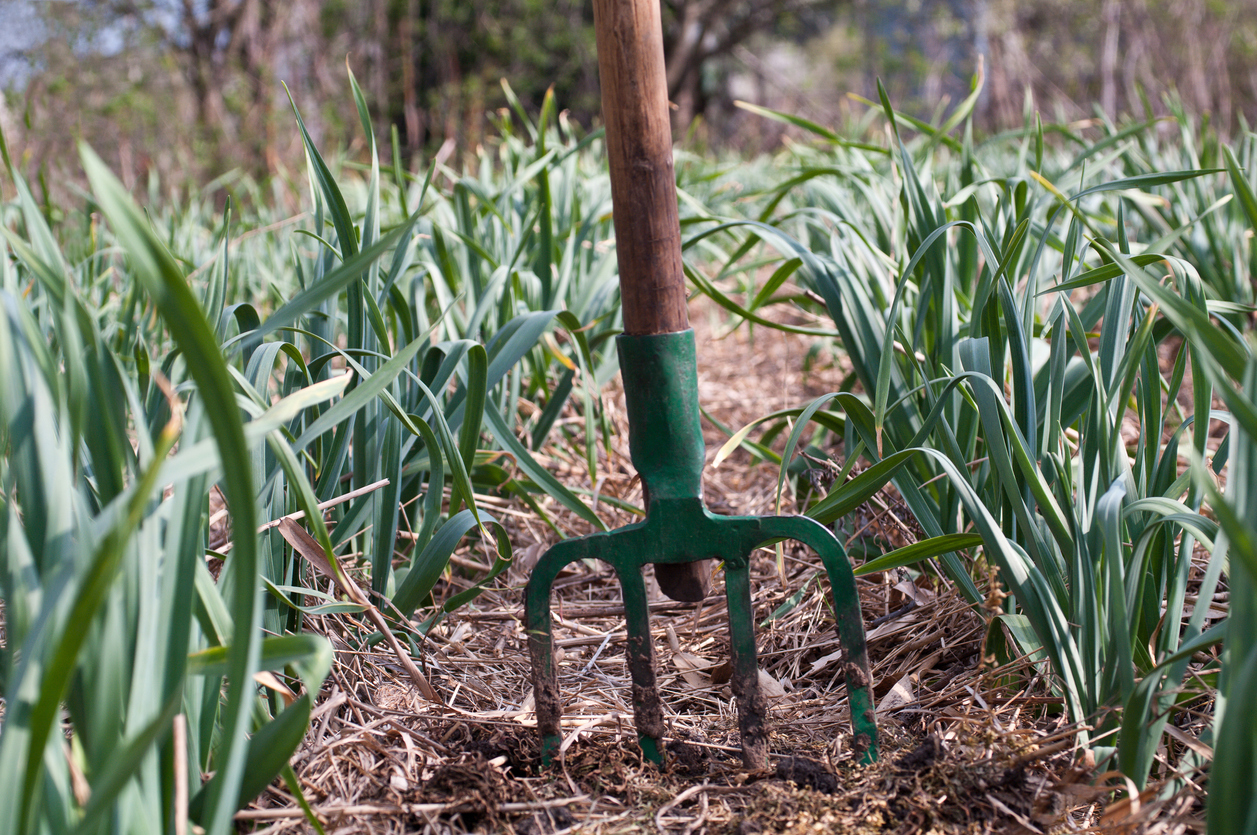 growing-garlic-from-cloves-food-gardening-network