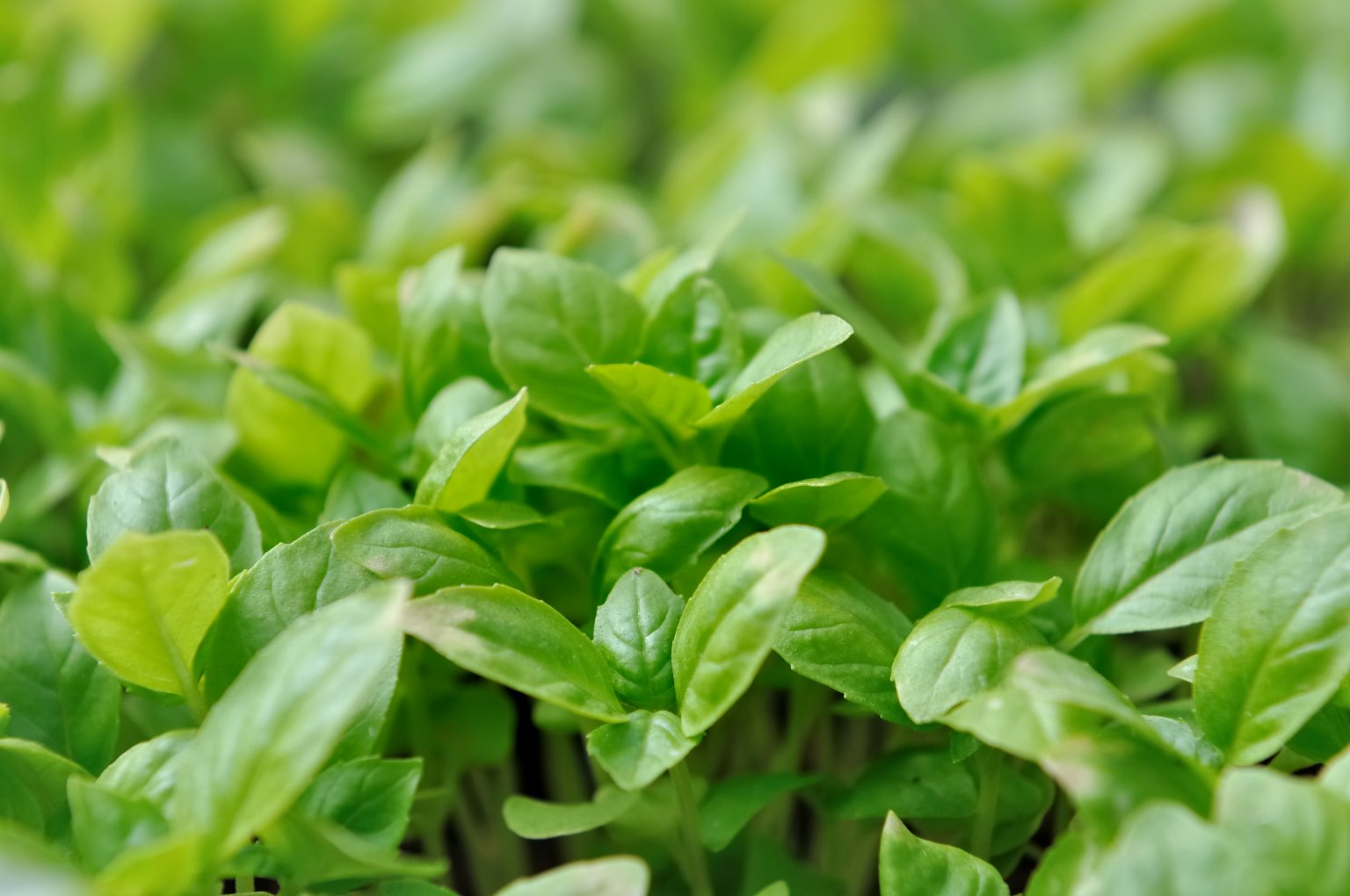 nutrition-facts-about-basil-food-gardening-network