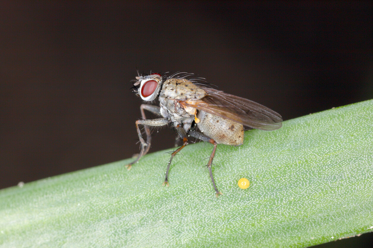 Onion Fly