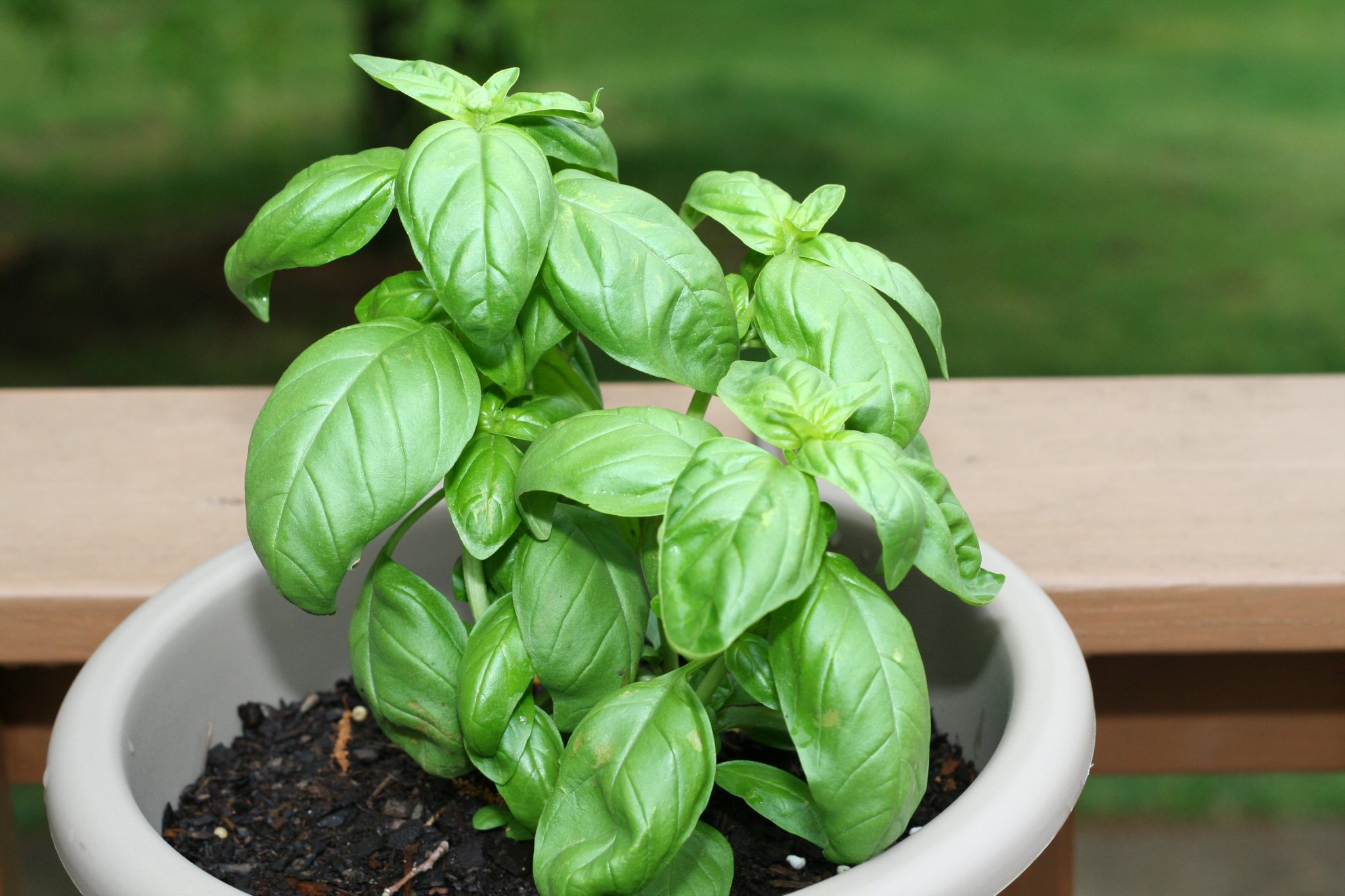 Growing Basil Indoors, in Open Land, in Raised Beds, or in Containers