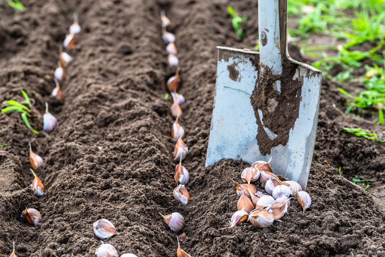 Essential Tools and Equipment for Growing and Enjoying Garlic Food