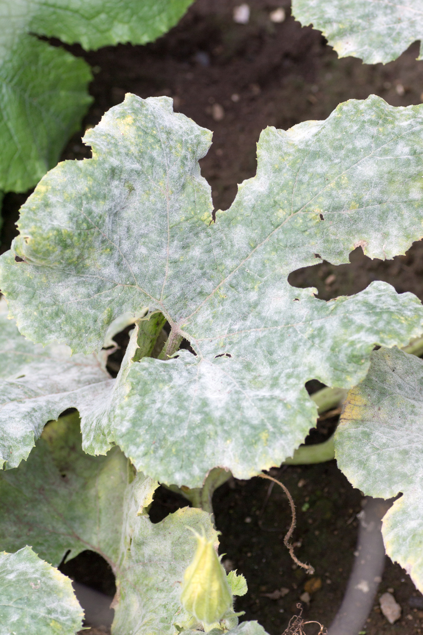 Watermelon Care Pests and Disease Food Gardening Network