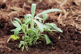 Starting with the Right Soil for Your Sage Plants