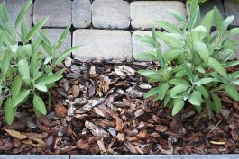 The Right Way to Weed Your Sage Garden