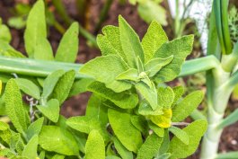 Root Rot: How to Identify, Treat, and Prevent Root Rot in Sage Plants