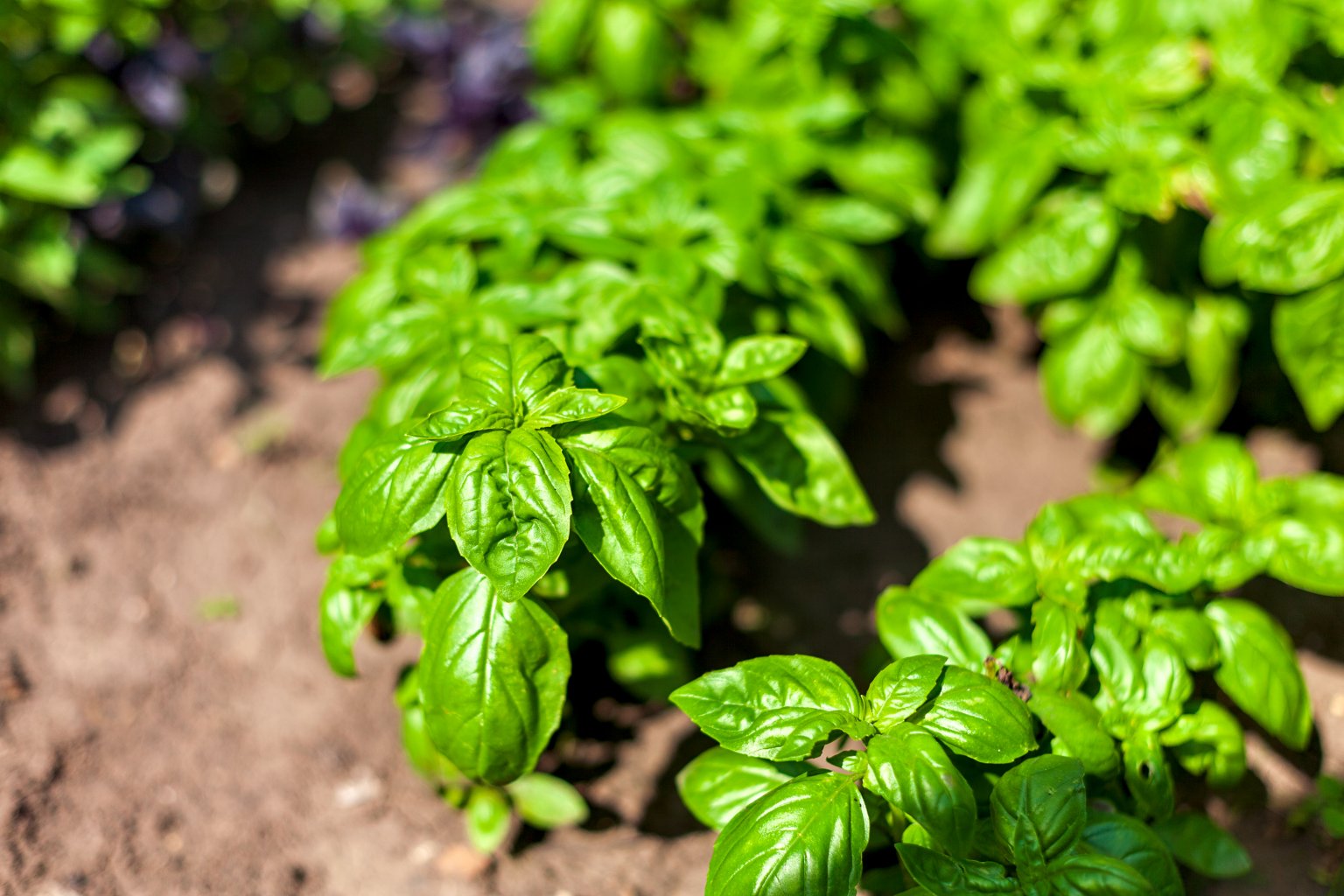 sweet-basil-food-gardening-network