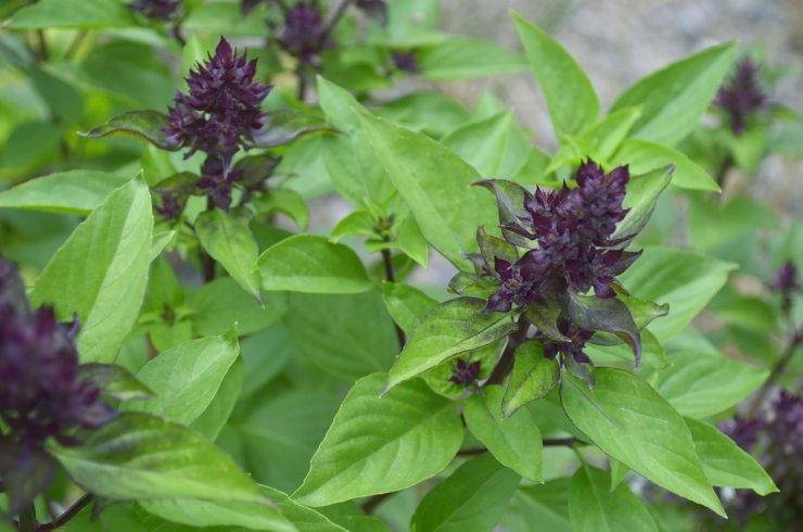 The Basil Grower’s Guide: All You Need to Know About Growing and ...