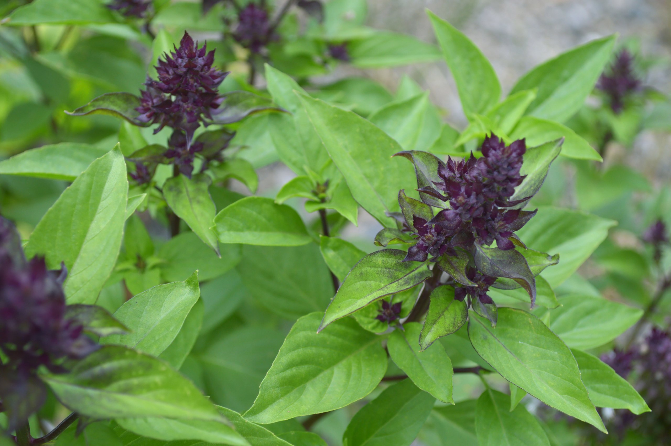 thai-basil-food-gardening-network