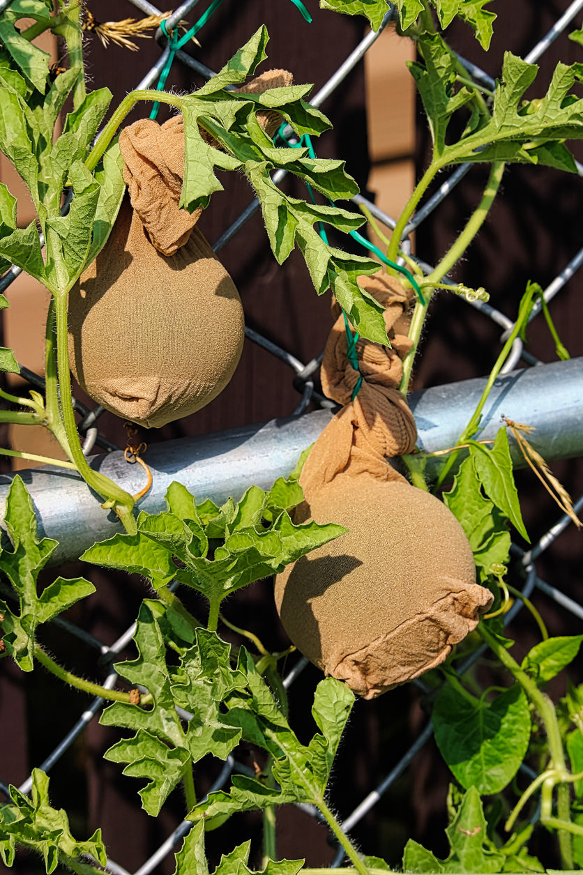 Growing Watermelon in Open Land, in Raised Beds, or on a Trellis Food